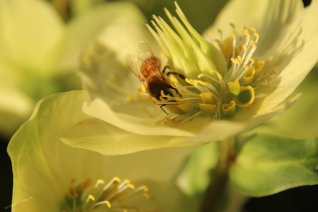 Alltagssterne-unterwegs-Rheydt-kurioses-Biene-Christrose